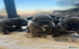French Bulldog dogs for sale: French bulldog pups  - Advert 7