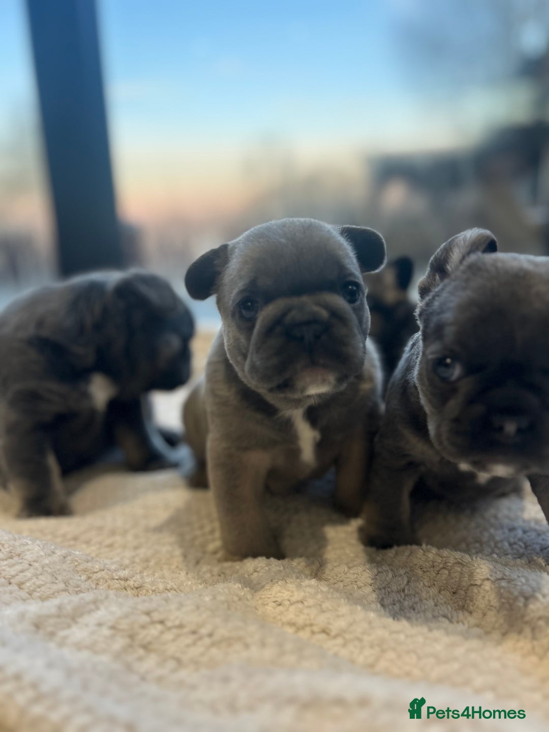 French Bulldog dogs for sale: French bulldog pups  - Advert 7