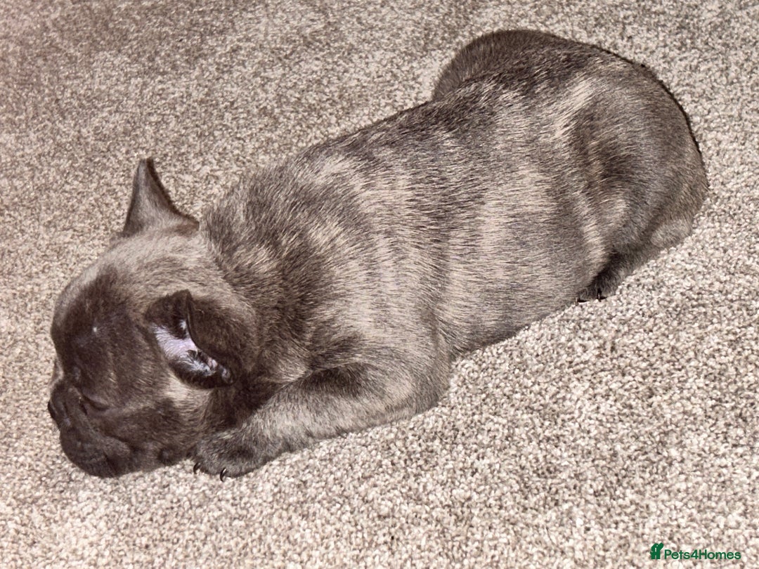French Bulldog dogs for sale: French fries due to leave 3rd January  - Advert 8