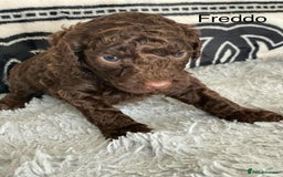 Cockapoo dogs for sale: F1b cockapoo ready to leave now last girl left - Image 26