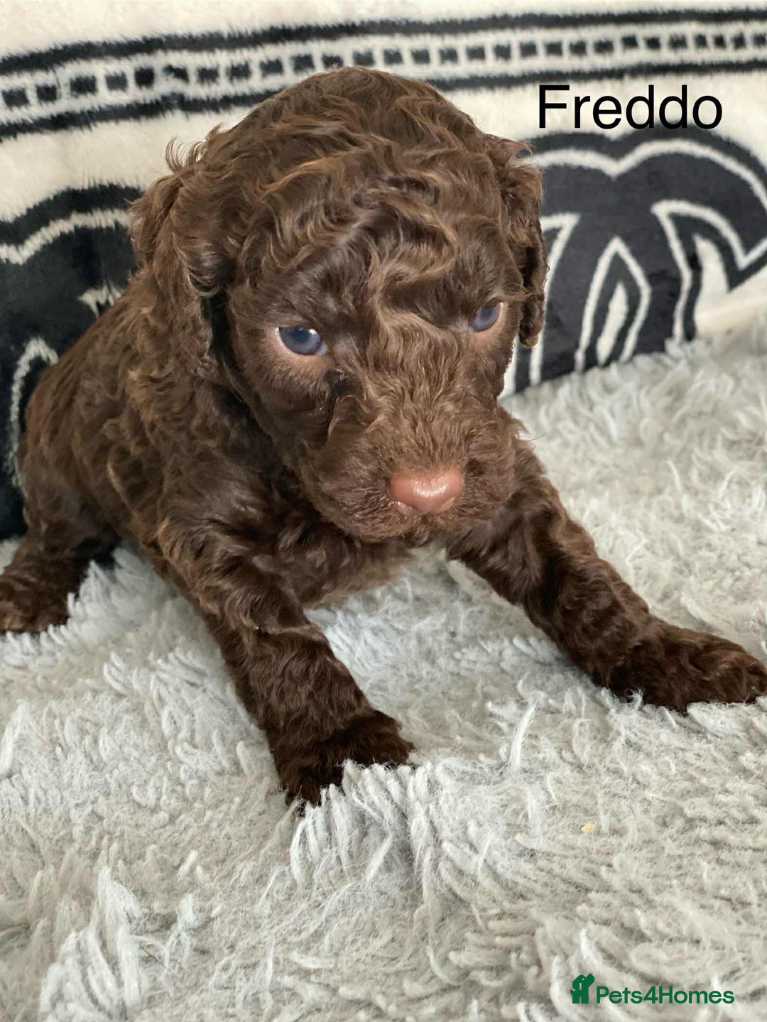 Cockapoo dogs for sale: F1b cockapoo ready to leave now last girl left - Image 26