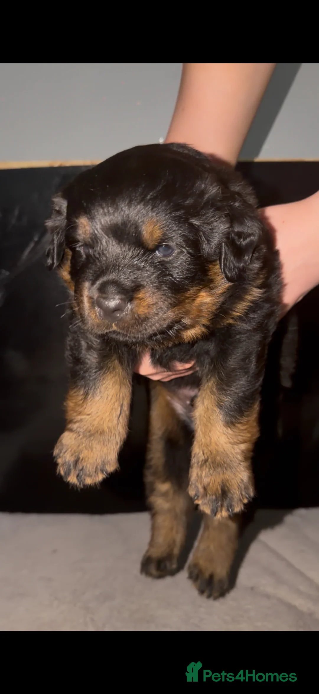 Rottweiler dogs for sale: Champion bloodline KC Rottweiler puppies  - Advert 2