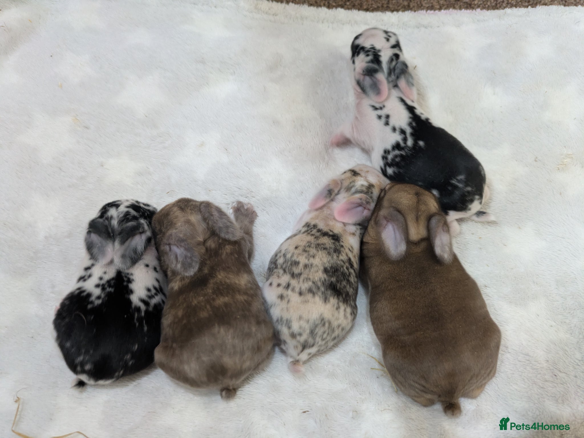 Mini Lop rabbits The litter has been born. - Advert 2