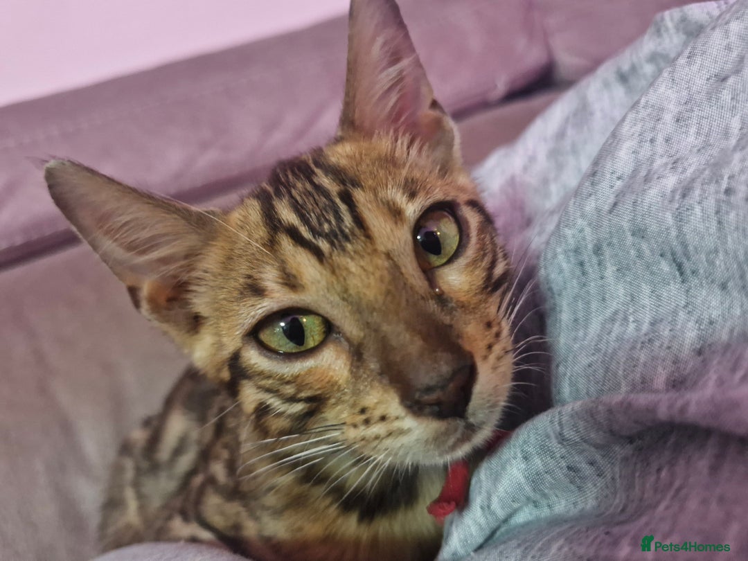 Bengal cats for sale: READY REDUCED TICA Genetic/Health Tested Bengals - Image 37