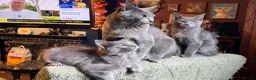 Oriental cats for sale: “BEAUTY” SLINKY BLUE/GREY SIAMESE X RAGDOLL KITTEN - Advert 1