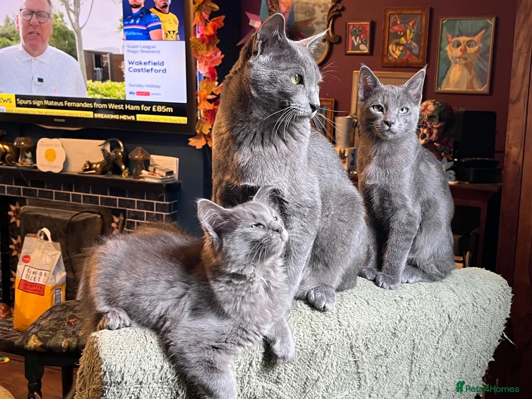 Oriental cats for sale: “BEAUTY” SLINKY BLUE/GREY SIAMESE X RAGDOLL KITTEN - Advert 1