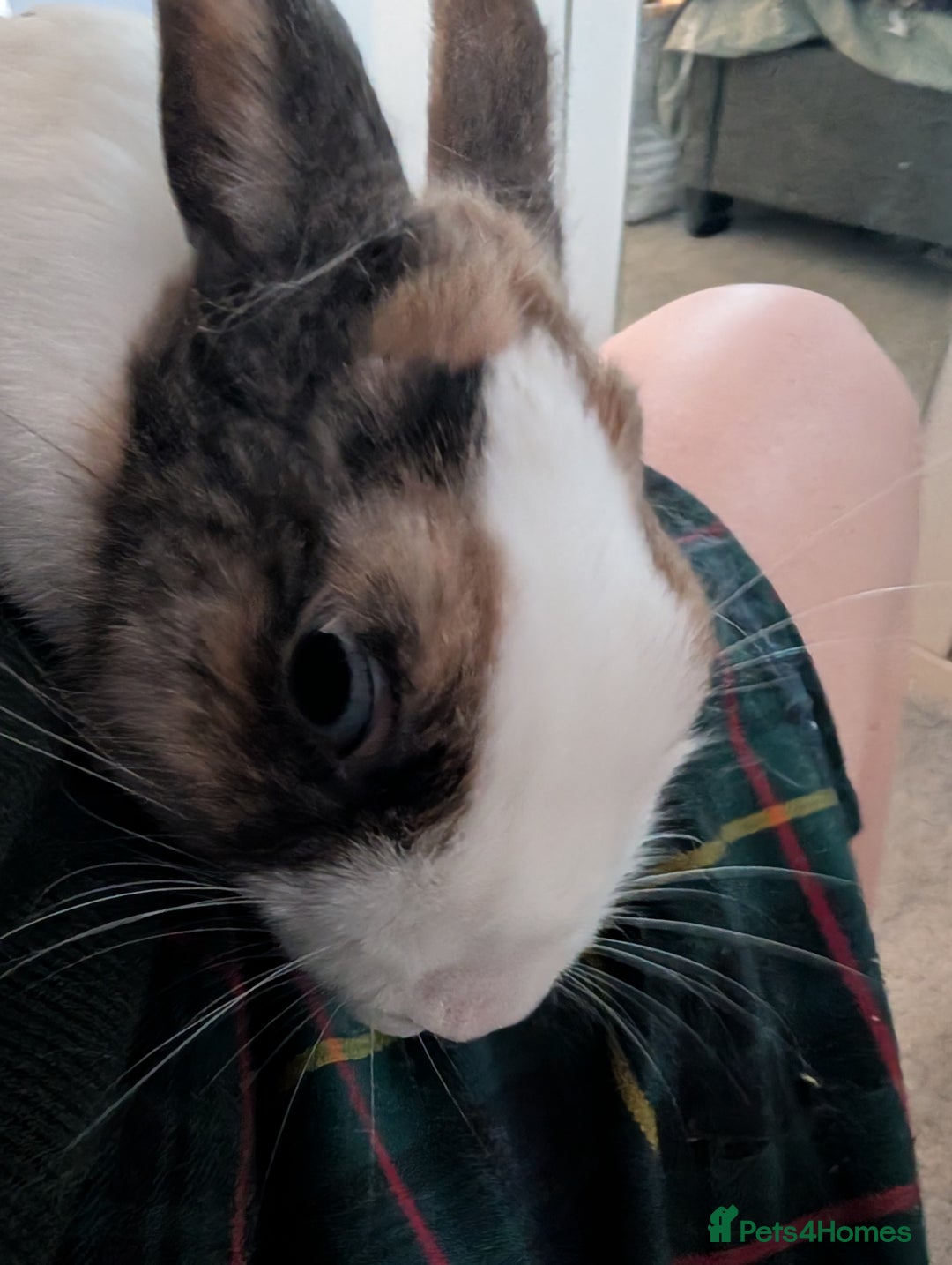 Dwarf Lop rabbits for sale: Neutered male dwarf lop - Image 3