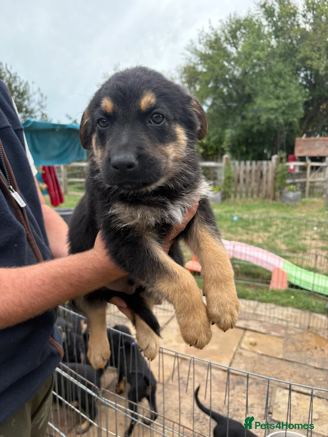 Mixed Breed dogs for sale: Adorable Rottweiler cross German shepherd puppies - Advert 14