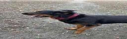 Mixed Breed dogs for sale: German Shepherd cross Rottweiler  - Advert 6