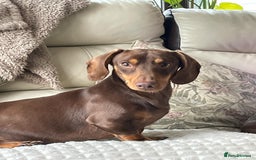 Dachshund dogs for sale: 2year old male dachshund  - Image 1