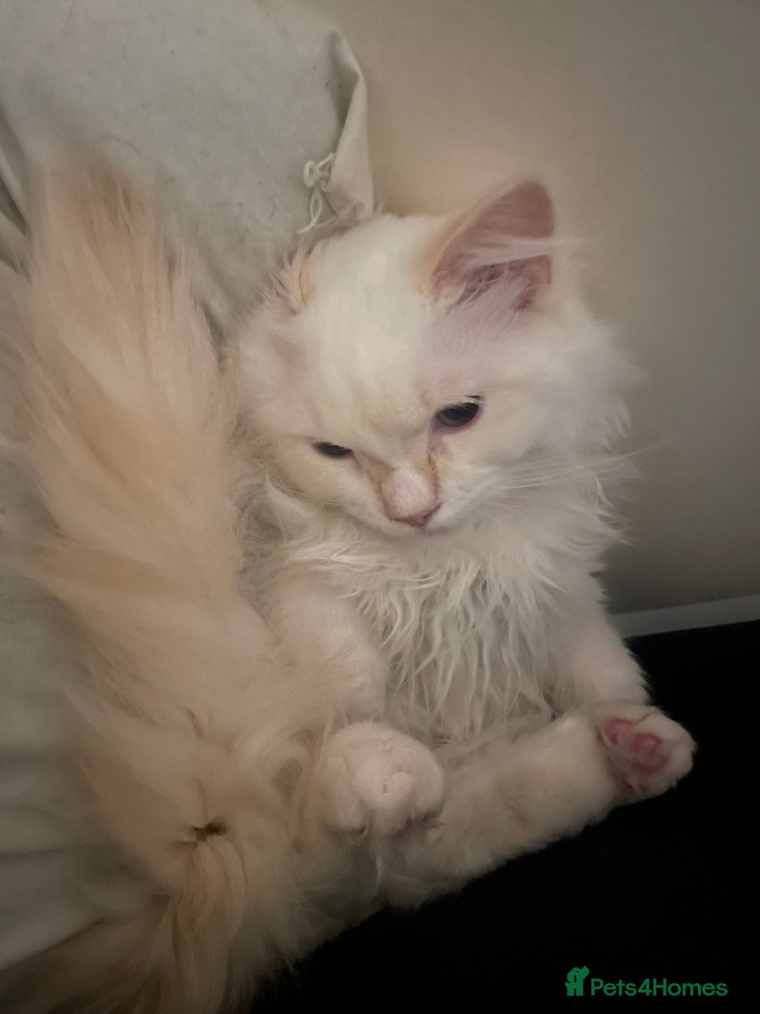 Ragdoll cats for sale: GCCF Ragdoll Boy – Needs Experienced Home - Advert 4