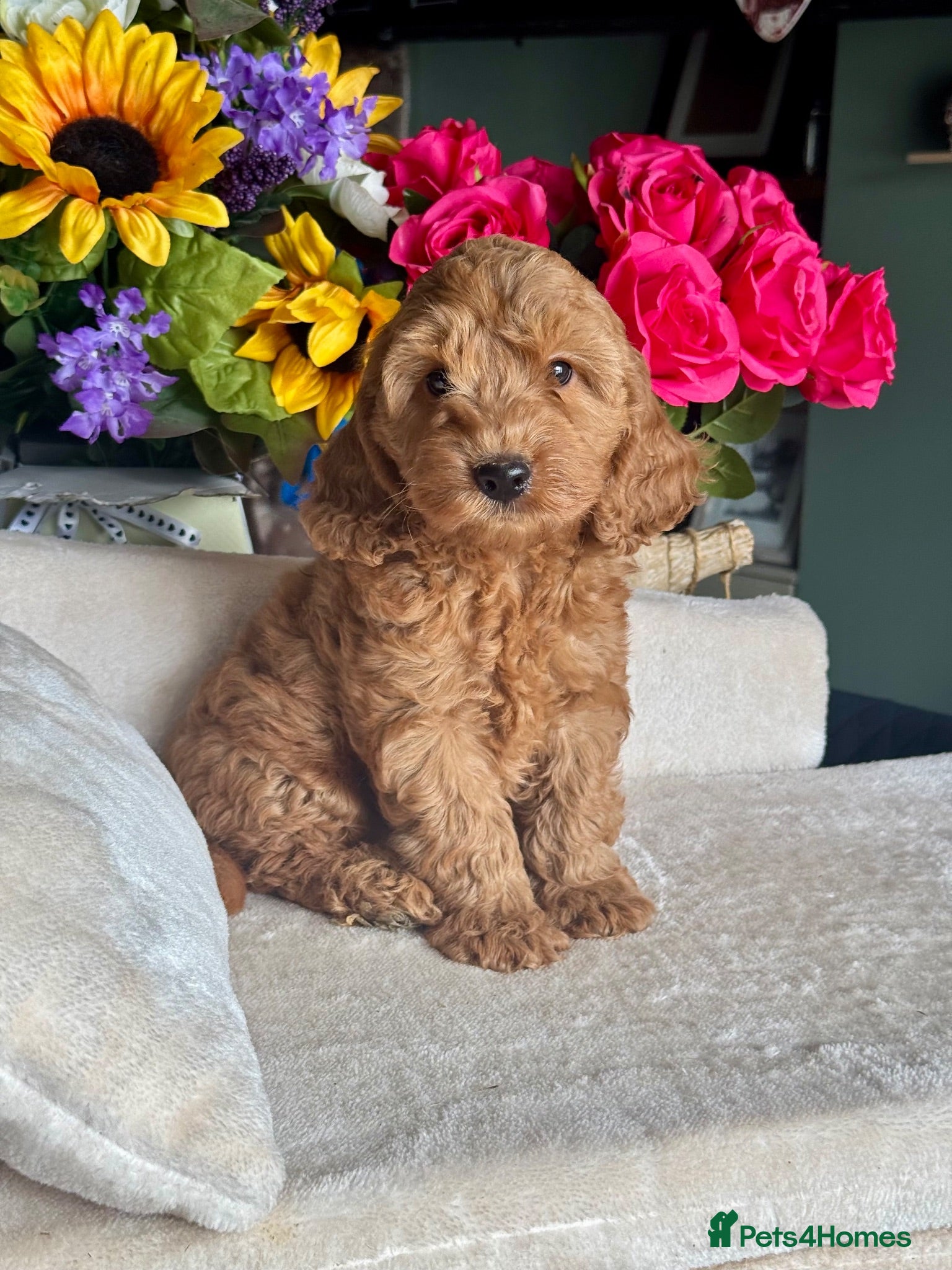 Cockapoo dogs 1 boy red dna tested clear f1 Cockerpoo puppies  - Advert 1