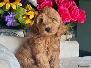 Cockapoo dogs 1 boy red dna tested clear f1 Cockerpoo puppies - Advert 1