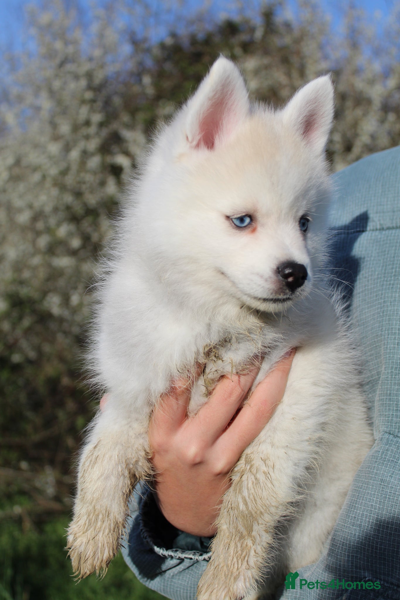 Pomsky dogs Beautiful Blue-eyed Pomsky Boy - Advert 4