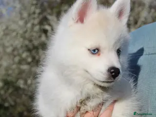 Pomsky dogs Beautiful Blue-eyed Pomsky Boy - Advert 4