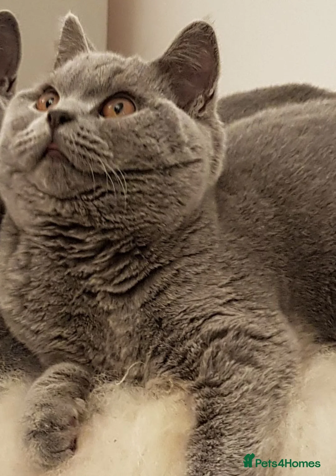 British Shorthair cats for sale: Your 5 Year Old Teddy-Bear Companion & Big Heart - Advert 2
