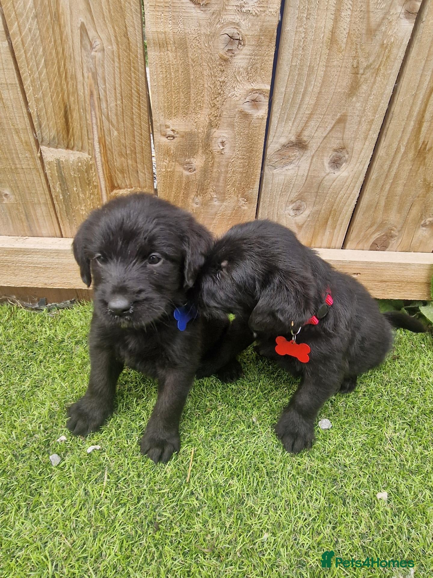 Mixed Breed dogs Giant schnauzer x Labrador puppies  - Advert 2