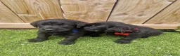 Mixed Breed dogs for sale: Giant schnauzer x Labrador puppies  - Advert 14