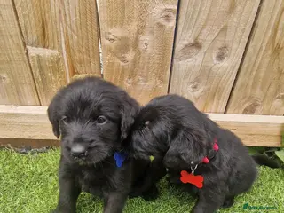 Mixed Breed dogs Giant schnauzer x Labrador puppies - Advert 1