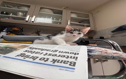 Domestic Shorthair cats for sale: Fluffy tabby kitten  - Image 3