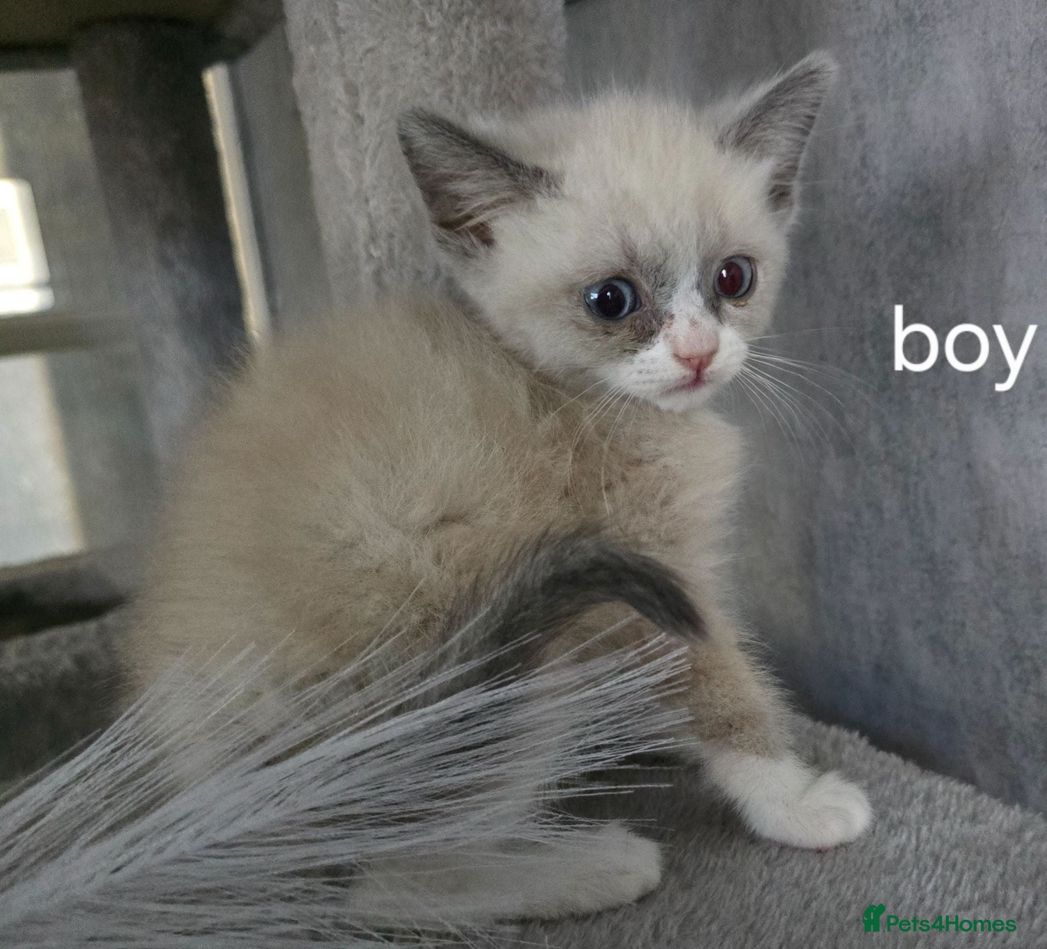British Shorthair cats British shorthair x ragdoll - Advert 6