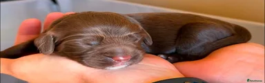 Sprocker Puppy 2
