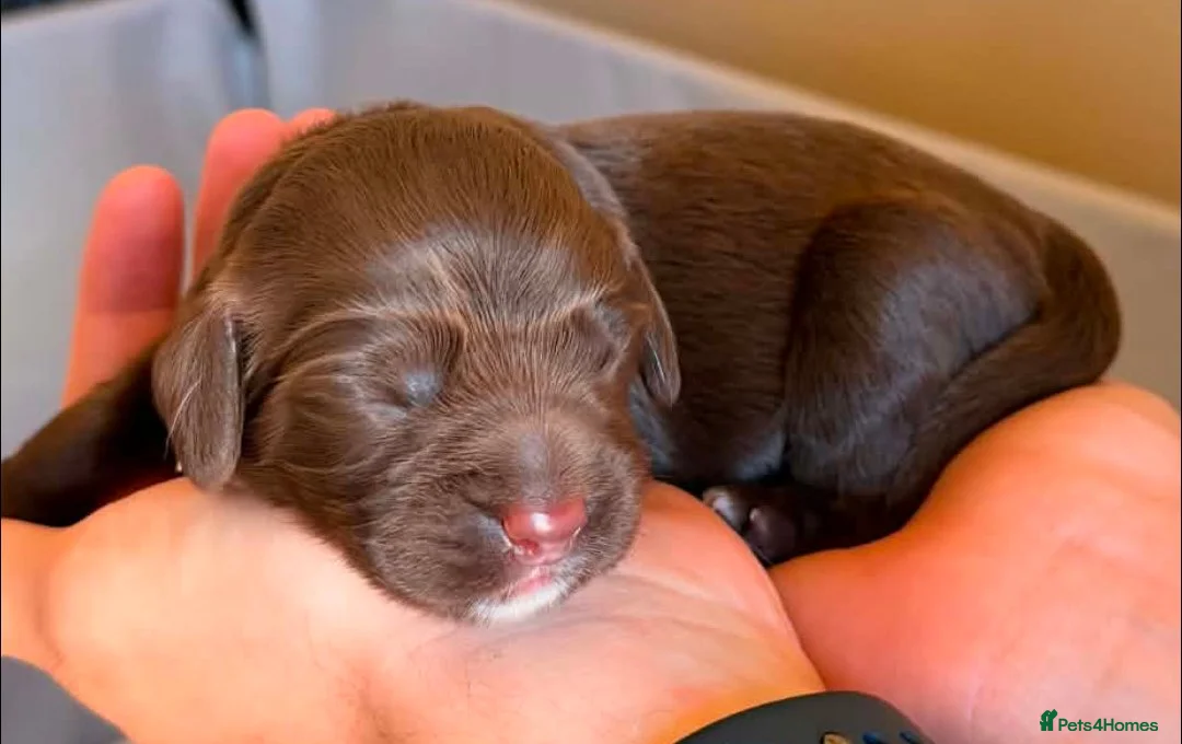 Sprocker dogs for sale: Sprocker pups in Rhyl - Advert 6