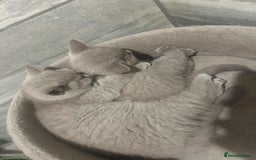 British Shorthair cats for sale: 4 beautiful BSH FEMALE - Image 4