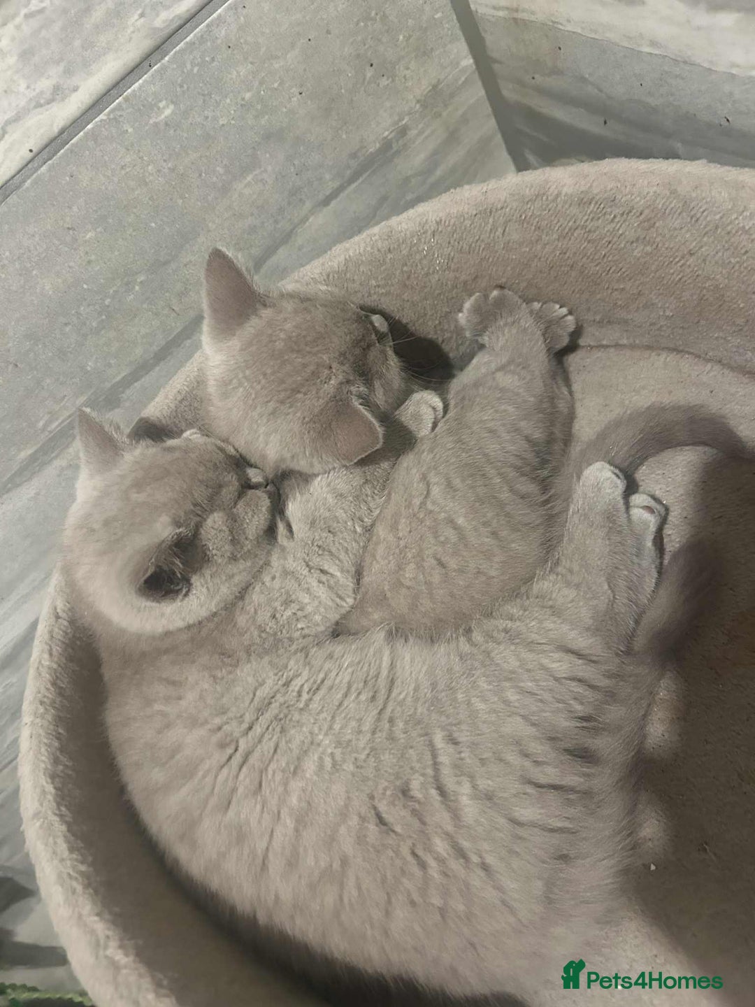 British Shorthair cats for sale: 4 beautiful BSH FEMALE - Image 4
