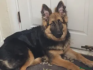 German Shepherd dogs German Shepard Puppy - Advert 3