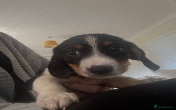 Dachshund dogs for sale: 5 dachshund x cavachon pups for sale  - Image 12