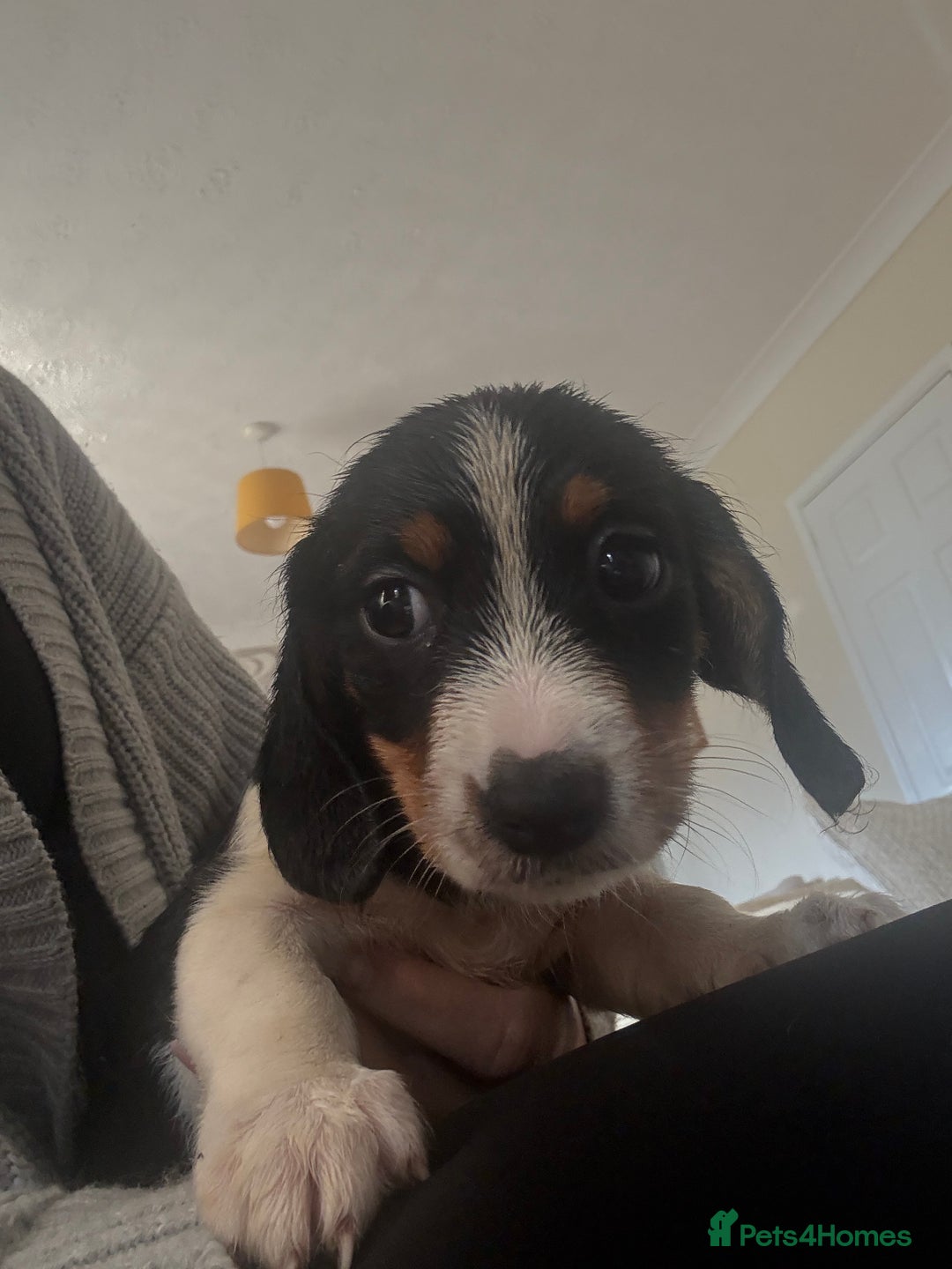 Dachshund dogs for sale: 5 dachshund x cavachon pups for sale  - Image 12