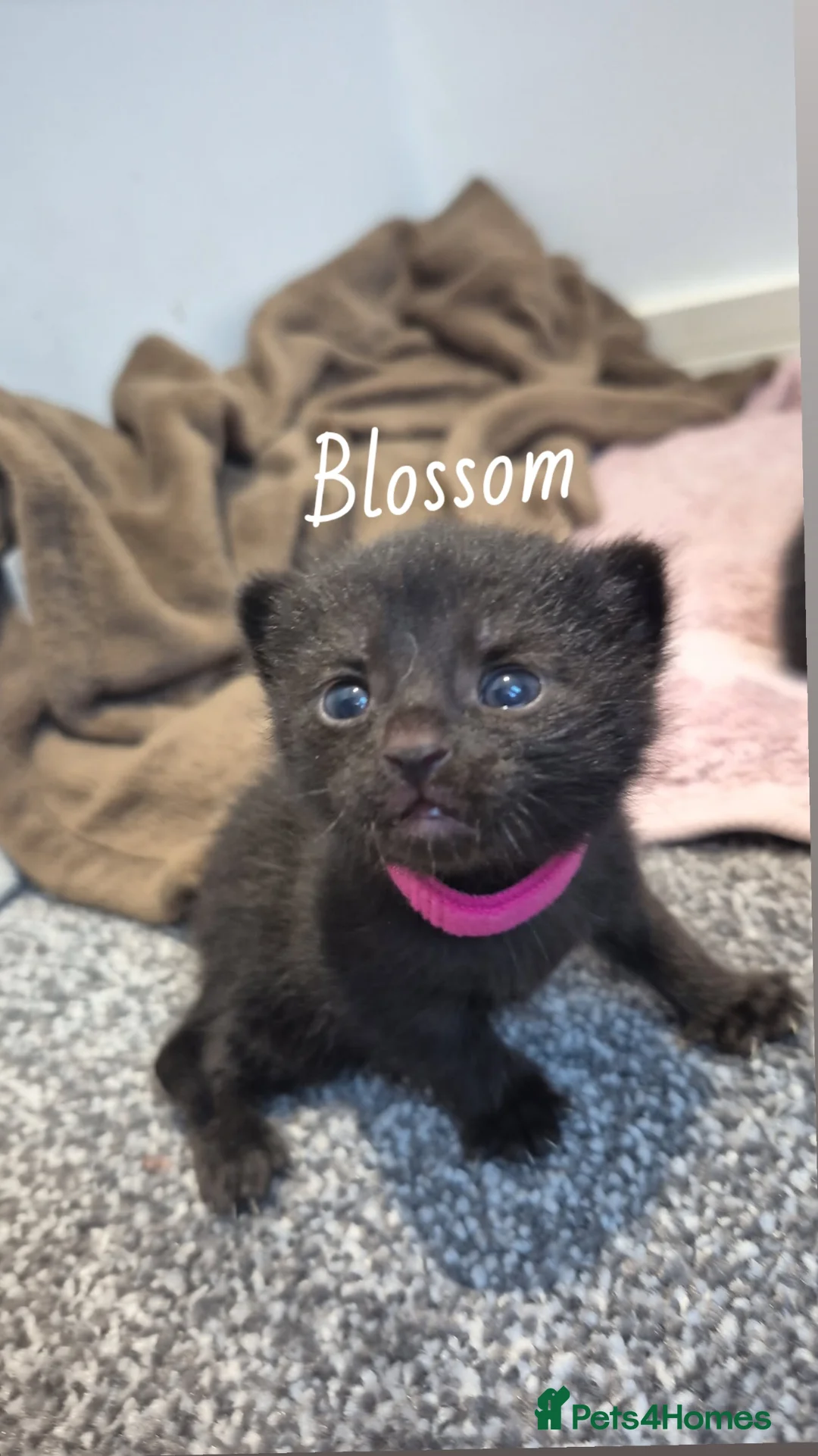 Mixed Breed cats for sale: Last 2 babies available & mum 🩷 - please read  - Advert 1