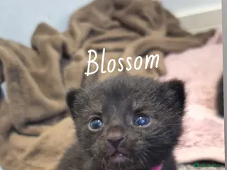 Mixed Breed cats Last 2 babies available & mum 🩷 - please read - Advert 1