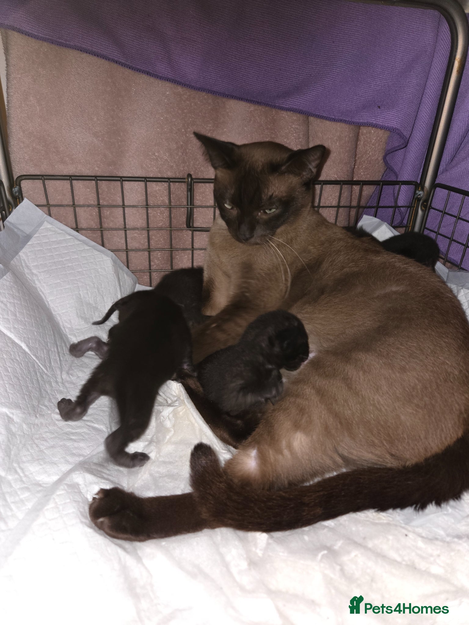 Burmese cats Burmese x  - Advert 1