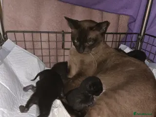 Burmese cats Burmese x - Advert 1