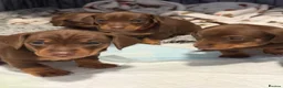 Dachshund dogs for sale: 5 beautiful pups - Advert 24