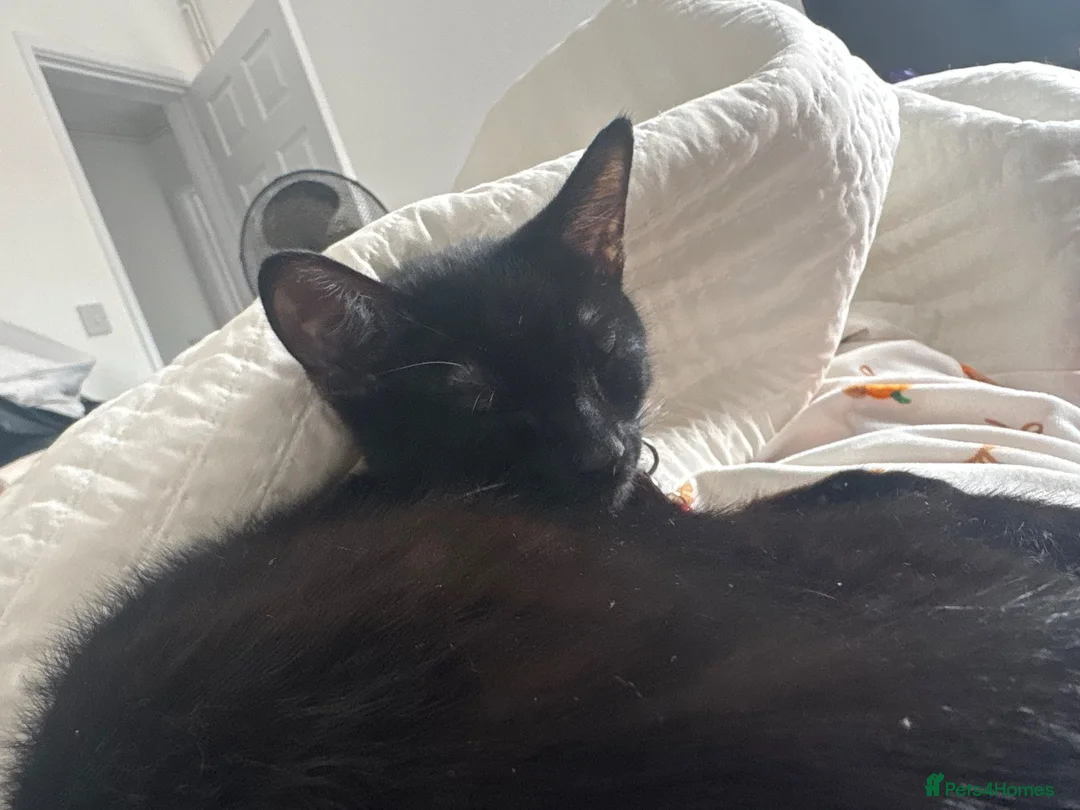 Mixed Breed cats for sale: 2 beautiful kittens kittens  in Stoke-on-Trent - Advert 1