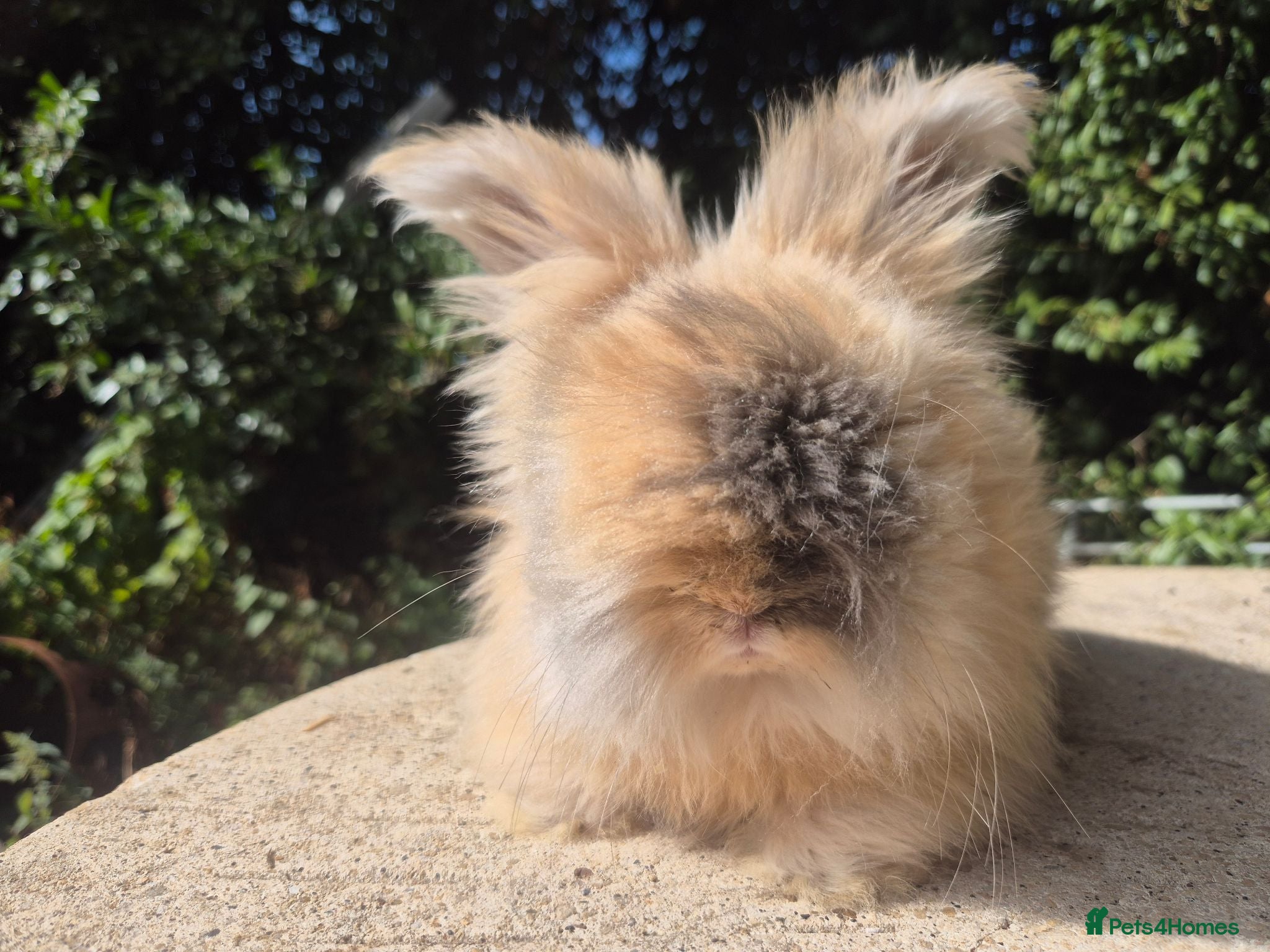 Angora rabbits 🩷 FULL FACE ANGORA BABIES- PARENTS FROM🇫🇷 - Advert 2
