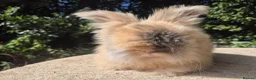 Angora rabbits for sale: 💙READY NOW-FULL FACE ANGORA BOY-PARENTS FROM🇫🇷 - Advert 2