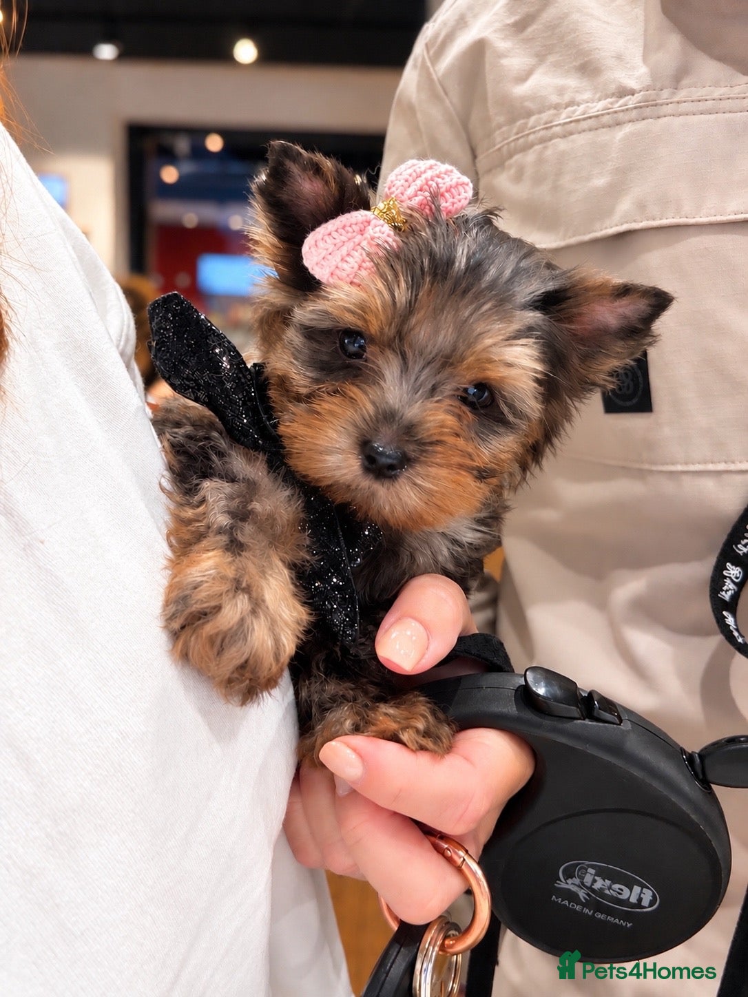 Yorkshire Terrier dogs Yorkshire terrier Merle 800g mini  - Advert 9