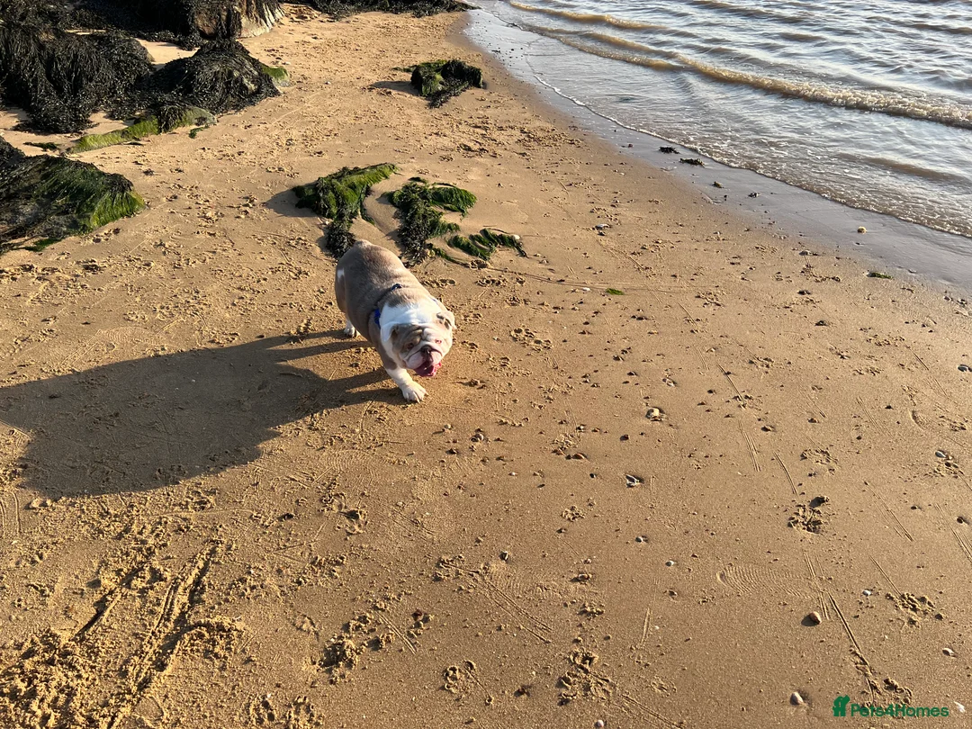 English Bulldog dogs for sale: Bruno - Advert 3