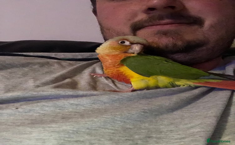 Conures birds - Advert 1