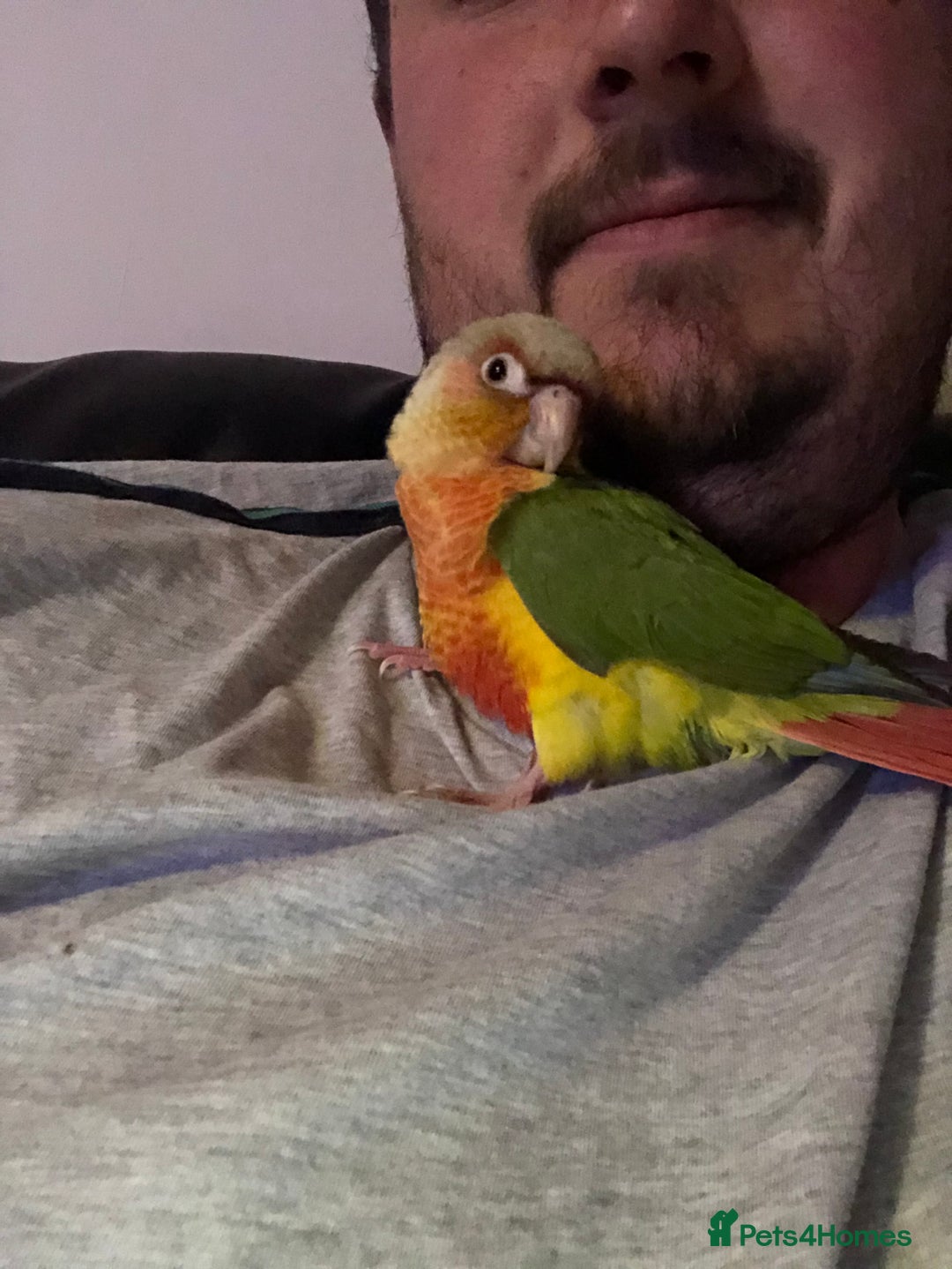 Conures birds for sale: Pineapple conure  - Image 1