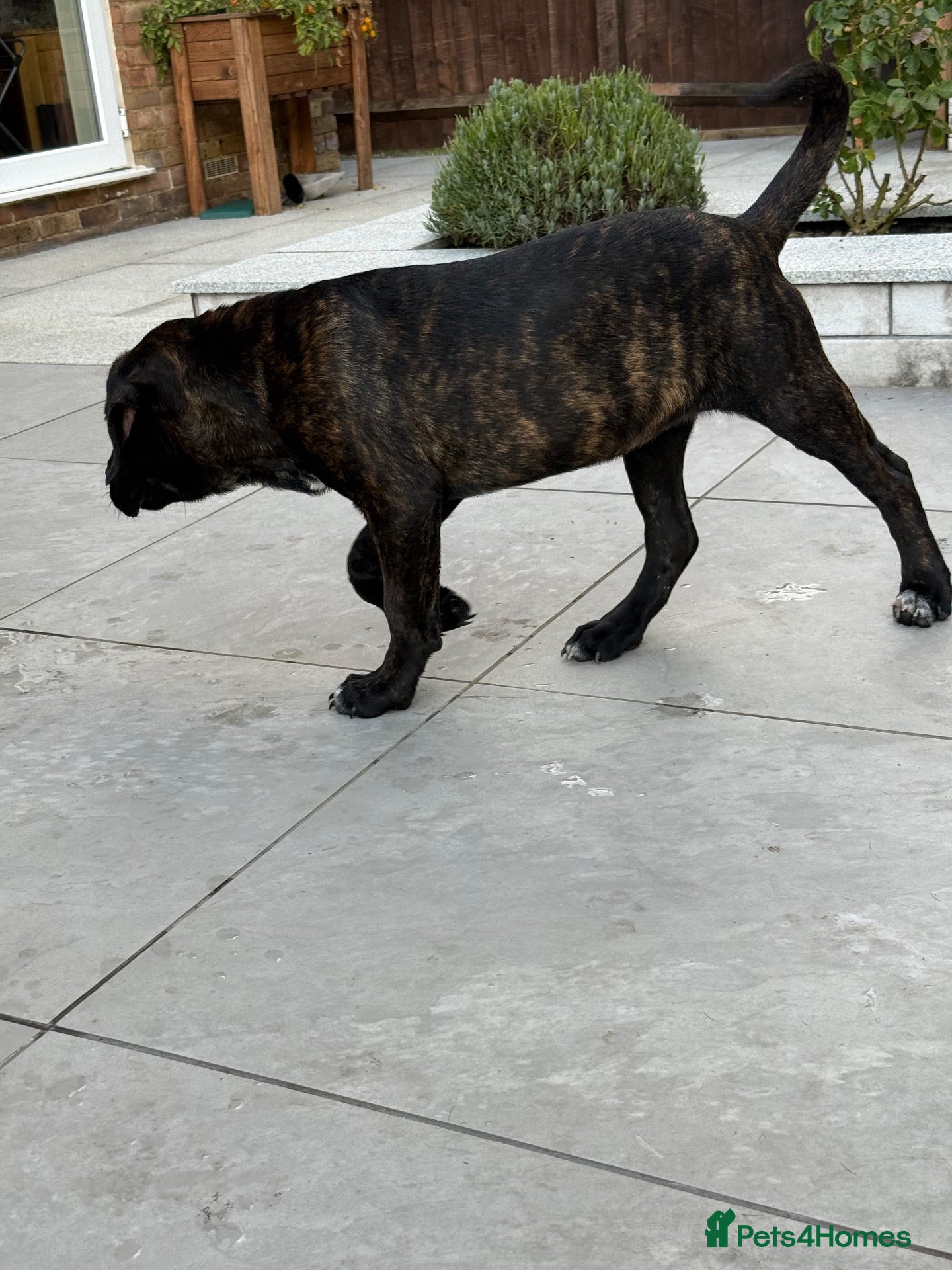 Cane Corso dogs Cane corso puppies - Advert 2