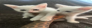 Ragdoll