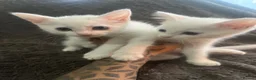 Ragdoll cats for sale: Ragdoll kittens  - Advert 2