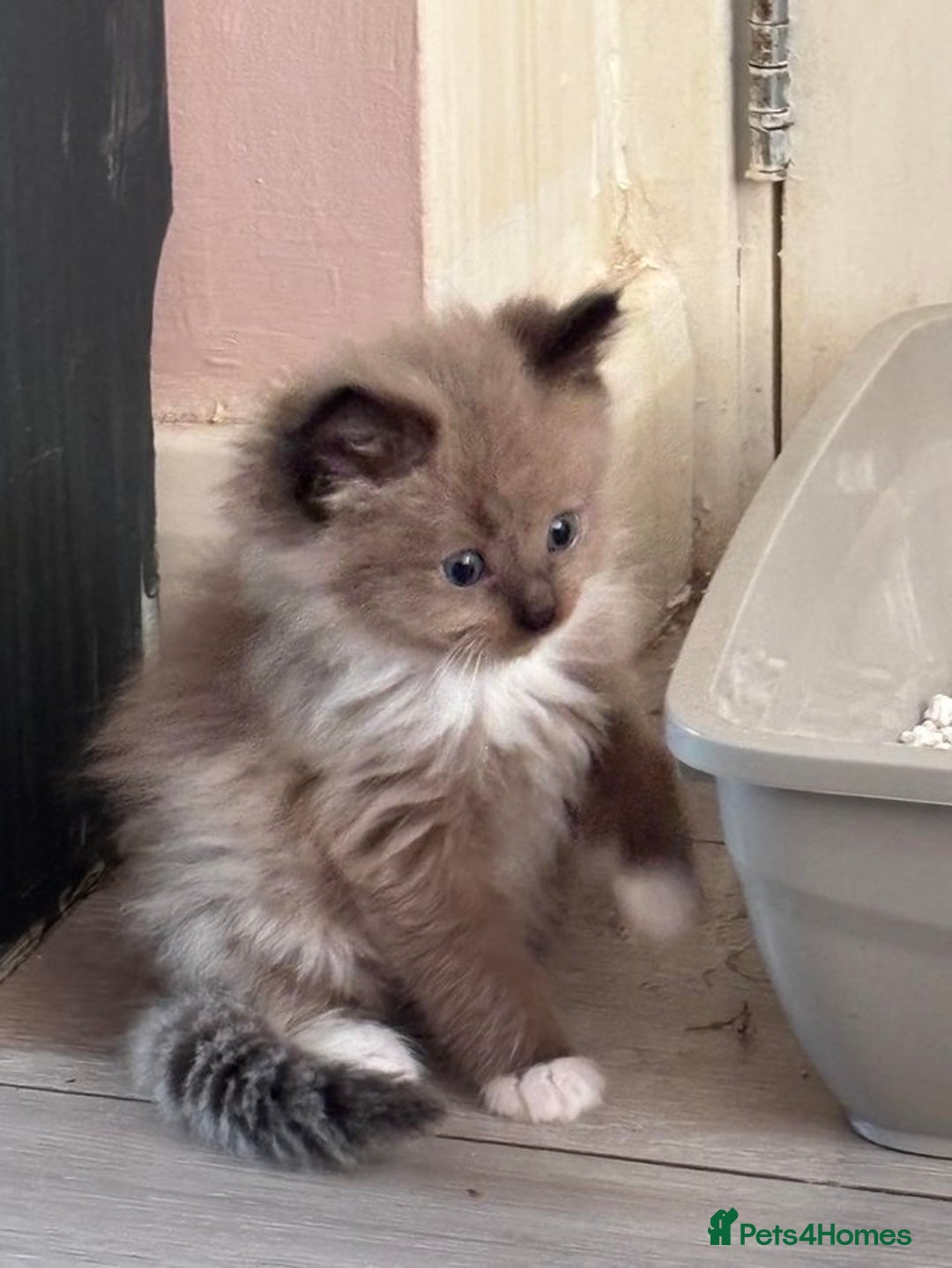 Ragdoll cats for sale: Mink Ragdoll kitten boys and girls - Image 3