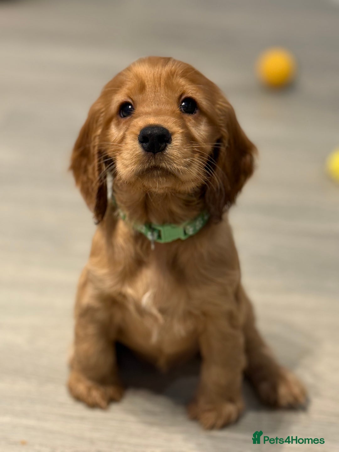 Cocker Spaniel dogs for sale: Show Type Cocker Spaniels - Image 8