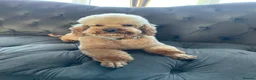 Toy Poodle dogs for stud: Bear  in Stockton-on-Tees - Advert 1